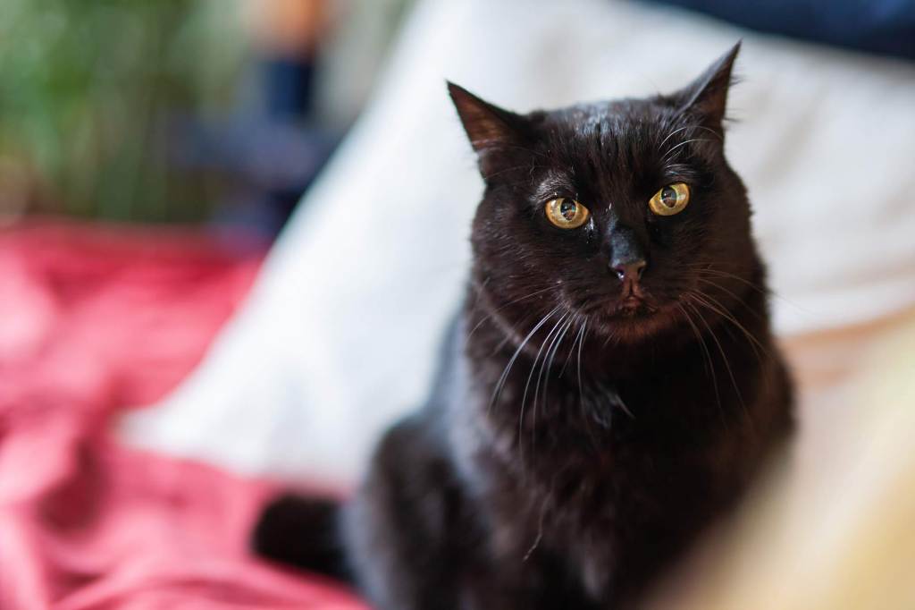 Ritratto di Botolino, gatto nero
